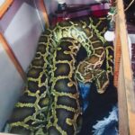 Profepa incuata piton Birmana exhibida en circo de Fresnillo